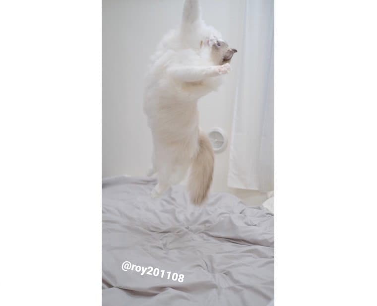 バレーのサーブ（提供：ロイくん@roy201108さん）