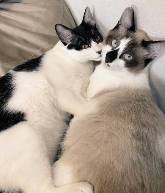 提供：かふぇらてさん