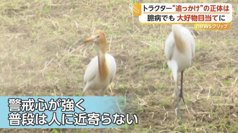 あたりを見渡しているシラサギ