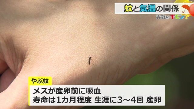 ヒトスジシマカの生態