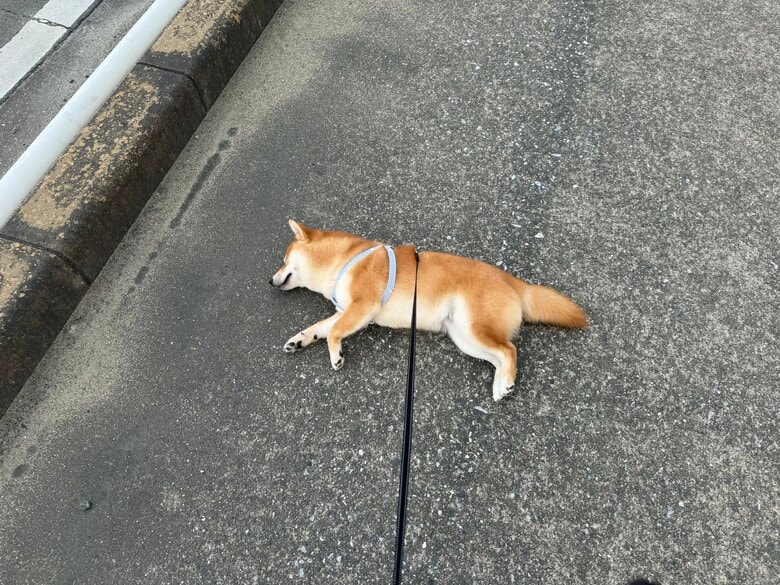 散歩中に寝ている（提供：わさび一族さん）
