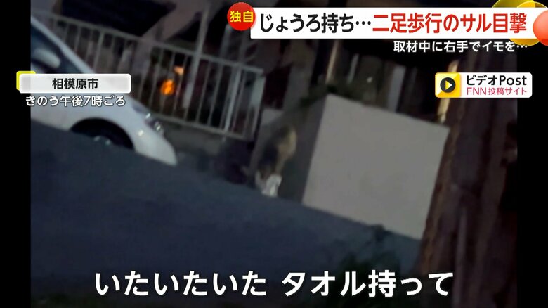 右手でタオルを振り回して歩くサル