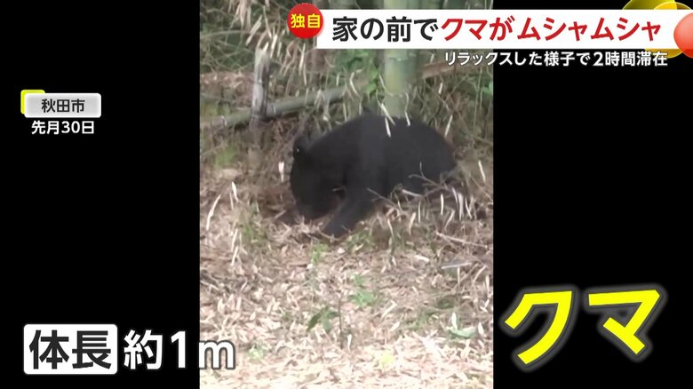 体長1mほどの子どもとみられるクマ（6月30日午前9時頃、秋田市）