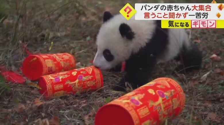 飾り付けを倒す赤ちゃんパンダ