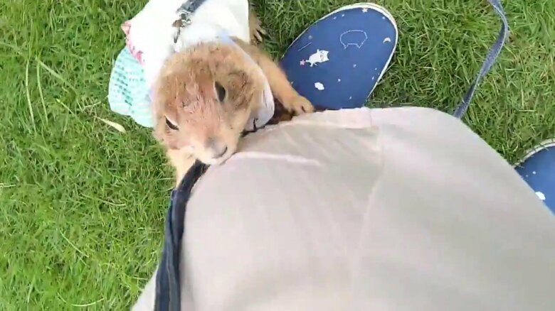 抱っこをせがんでいる