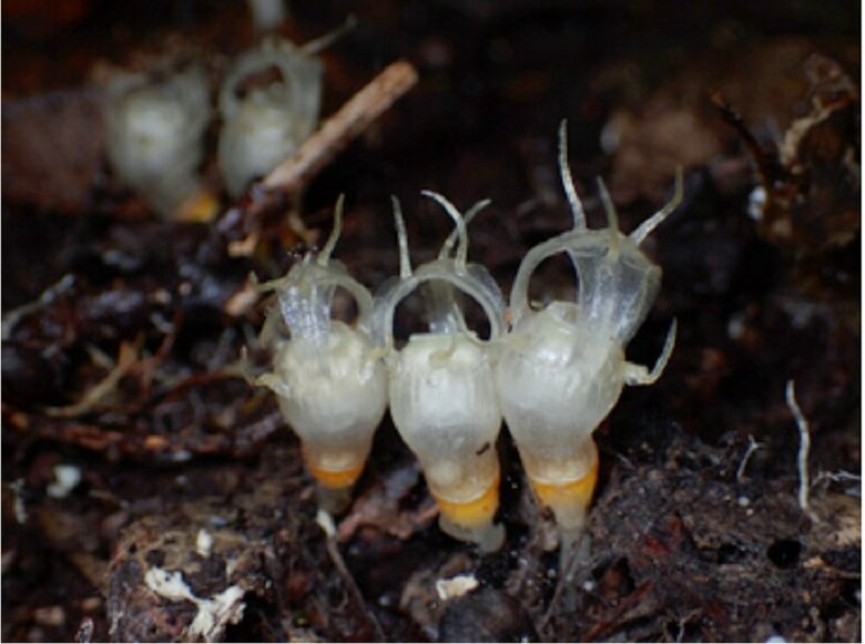 ※コウベタヌキノショクダイの近縁種の「タヌキノショクダイ」（画像提供：神戸大　末次健司教授）