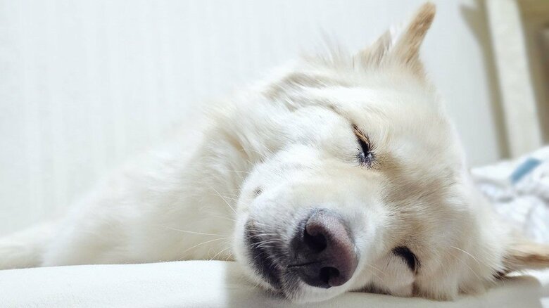 体は大きいが優しい性格をしているという