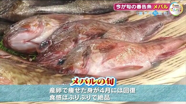 メバルの旬