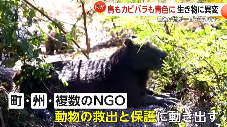 協力して動物の救出と保護に動き出している町
や州と複数のNGO