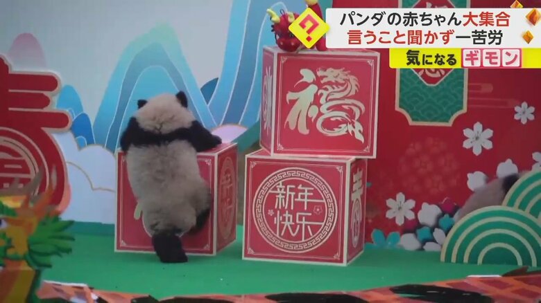 箱に登ろうとする赤ちゃんパンダ