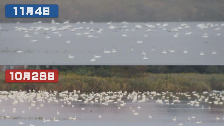 激減したハクチョウ