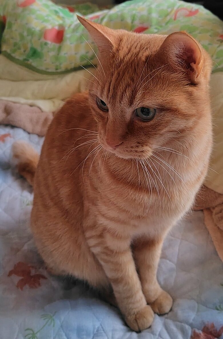 凜々しい表情の茶太郎くん