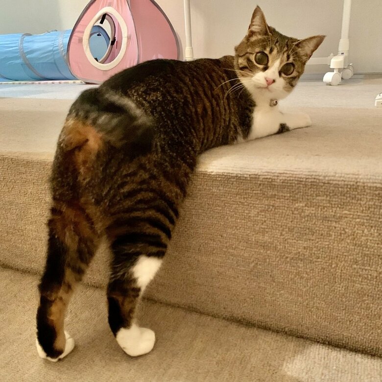 「はよ叩け」ケツドラムを要求中