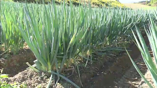 他産地で収穫できず注文増加　「どんどん出荷して」「細くてもいい」という声