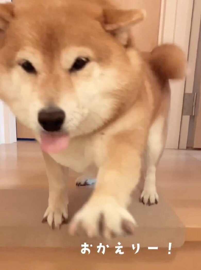 お出迎えは普段からよくしてくれるという