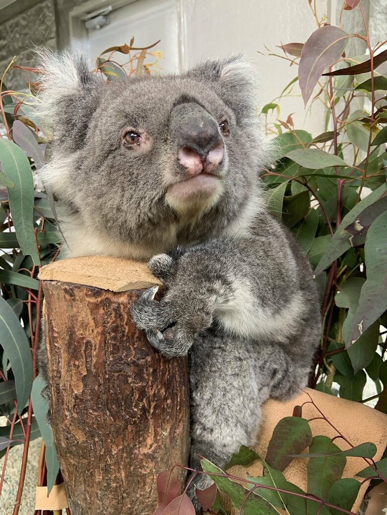きょとんとした様子のみどりちゃん（提供：イングランドの丘）