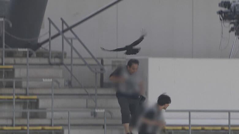 スタッフの後頭部に突撃するカラス