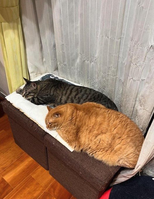 提供：すずつむふうさん