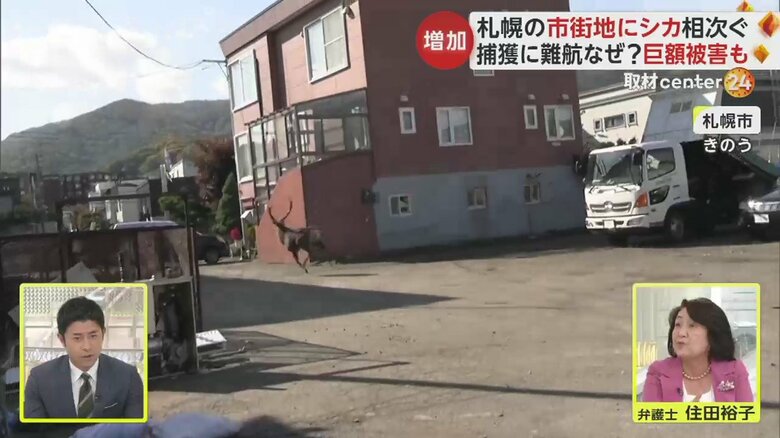 札幌市の市街地に出没したシカ。二次被害を防ぐため、捕獲が難航しているという（25日）