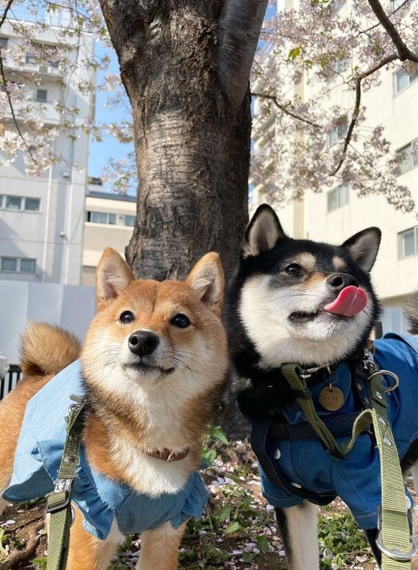 提供：まめふく&ゆめくりさん