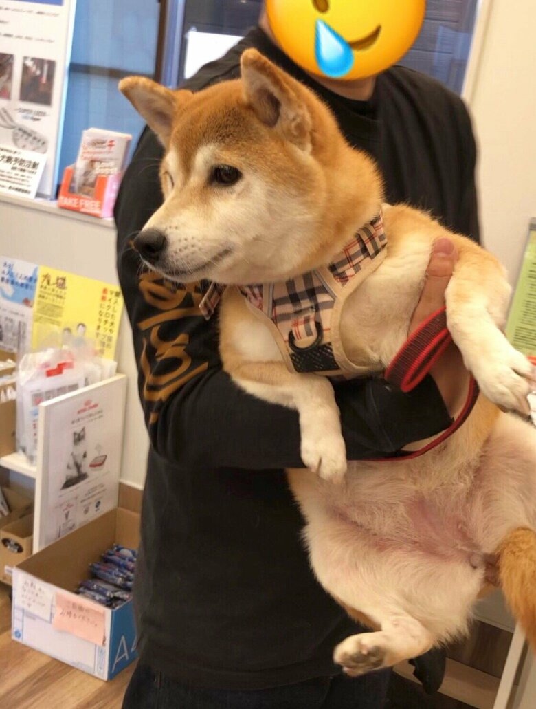 動物病院でのももちゃん。心配そうな表情だ