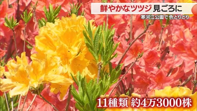 見ごろを迎えた寒河江公園のツツジ