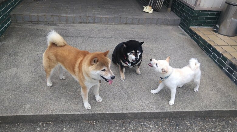 提供：黒柴小豆&赤柴大豆＆白柴小麦さん