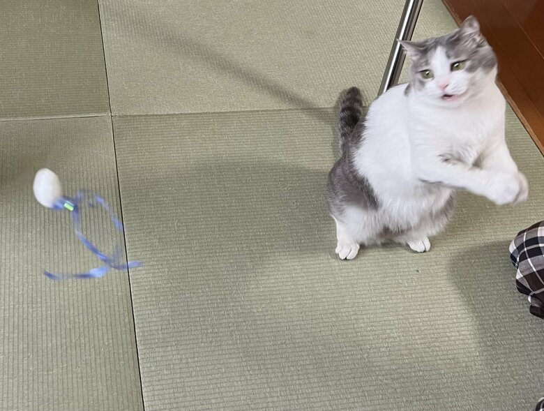 提供：いずもん/まろ様さん