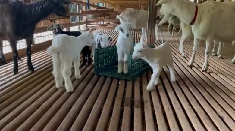 朝一番の仕事は子ヤギたちと遊ぶことだそう（提供：むつざわヤギ牧場）