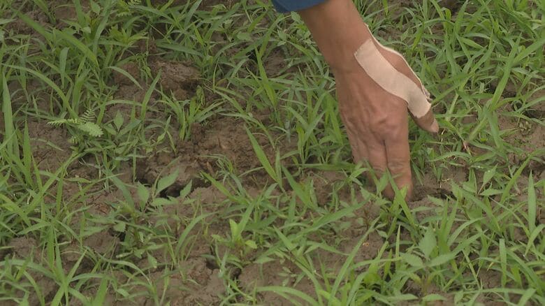 水不足でひび割れも