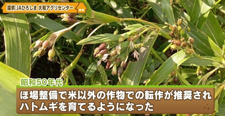 ハトムギ（提供：JAひろしま 大和アグリセンター）