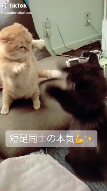 提供：サスケと小春さん