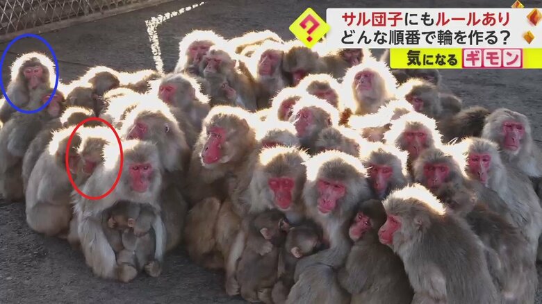 赤丸のサルは内側へ、青丸のサルは外側へ
