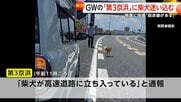 【独自】「脱走癖がある」柴犬がGWの第3京浜に迷い込み一時通行規制 警察官が無事保護し飼い主「本当に感謝、ご迷惑かけました」