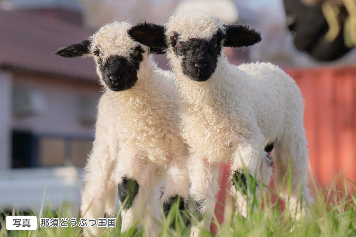 白黒のモフモフがかわいすぎ！ “世界一かわいい羊”の双子の赤ちゃん