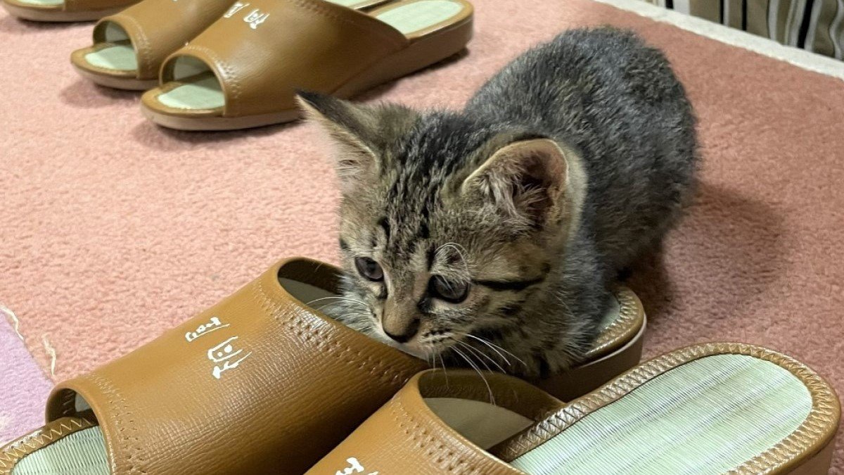 温泉旅館の“猫スタッフ”あんずちゃん 小さな体で客のスリッパ温める