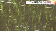 ”空梅雨”見上げるコメ農家　田植え後もまとまった雨降らず「水不足」新米への影響も懸念（鳥取・八頭町）