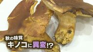 「もったいないと思わないで…」夏の高温で生育不良の”異変“　毒キノコと間違える危険も【新潟発】