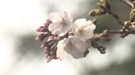 【解説】東京で桜開花！桜が咲いた後の寒の戻り“花冷え”は週末の29日から？急な気温変化で体調管理に注意