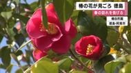 春告げる椿が見ごろ　自然園に700品種3000本　ダイヤモンドヘッドやヤブツバキが鮮やかに咲き誇る　徳島・阿南市