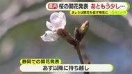 静岡は桜の開花発表ならずも“もう少し”　「しっかり咲いているものが3輪」　19日の県内は20℃超えとなった地点も