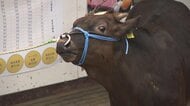 「安く売らない」　子牛の仕入れ価格高騰に苦しむ“佐賀牛”の肥育農家　「選んでもらえるブランド価値をつくっていく」