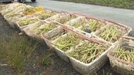 アスパラ農家「物がなくて出荷できない」　豪雨で4年連続の浸水…被害に負けず農業継続を摸索【佐賀発】