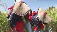 皇室に献上する米を刈り取る「抜穂祭」　11月23日「新嘗祭」で神前に　福岡・大川市