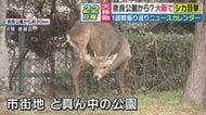 “奈良公園から家出？”シカが大阪の新天地へ「なんでみんなこんなシカに優しいんですか」と古市憲寿氏が苦笑　奈良から出たら“天然記念物”でない判断に「普通扱いになるのは冷たい」とジャーナリスト岸田雪子氏