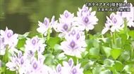 天草市本渡町の西の久保公園でホテイアオイが咲き始める【熊本】