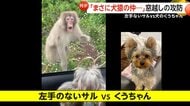 【犬猿の仲】左手のないサルVS犬のくうちゃん　窓越しの攻防が第2ラウンド突入…威嚇合戦の勝敗はいかに？飼い犬の健闘に「負けていなかった」