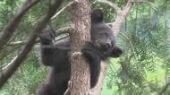 「クマを見た」公園近くで目撃　子グマか　その後、やぶの中へ　警察や町が注意呼びかけ　長野・池田町