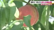 福島県産の桃　台湾への本格輸出を再開へ　東日本大震災・原発事故後16年ぶり