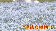 なぜ？ネモフィラ満開の花畑に“違法”植物がニョキニョキ  保健所と協議  抜きとって焼却処分に 【福岡発】